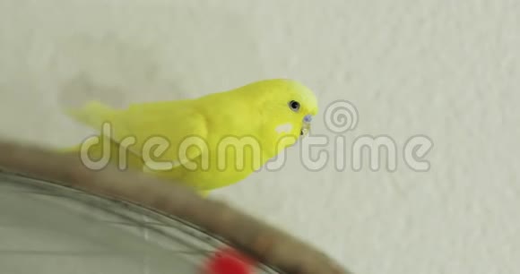 鸟坐在房子的笼子上视频的预览图