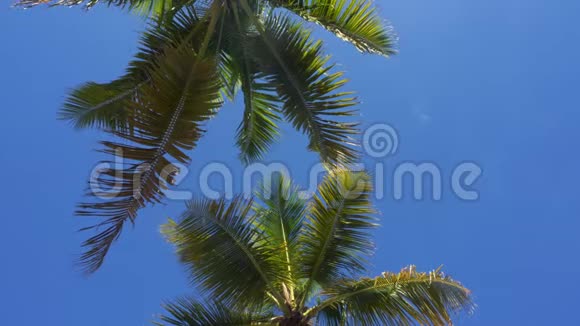 椰子棕榈树的视角俯瞰蓝天视频的预览图