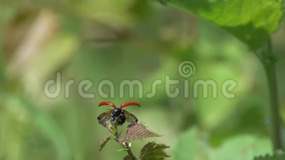 一只小红甲虫从叶子上起飞动作缓慢从480fps减速到24fps减速20次视频的预览图