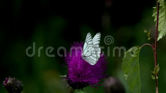 黑纹白蝶花在普通蓟花上视频的预览图