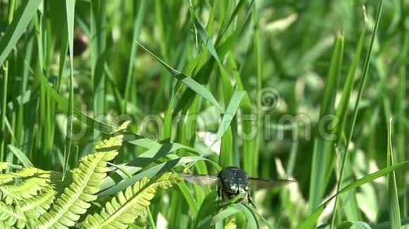 甲虫玫瑰花茶粉或绿玫瑰花茶粉天蝎座甲虫的飞行慢动作视频的预览图
