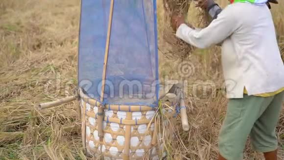 农民们把稻粒和茎分开收割水稻慢速视频视频的预览图