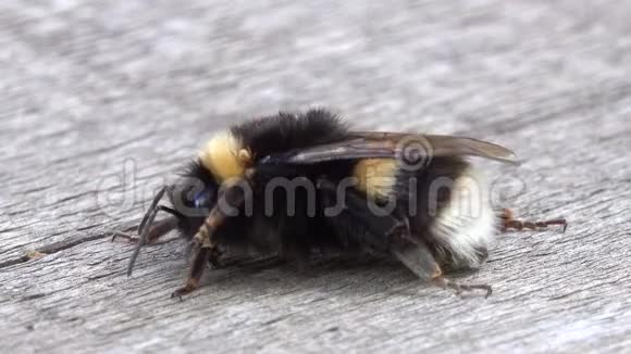 大黄蜂患有寄生虫粘在大黄蜂身上的蜱虫吸血视频的预览图