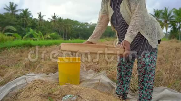 农民们把稻粒和茎分开收割水稻慢速视频视频的预览图