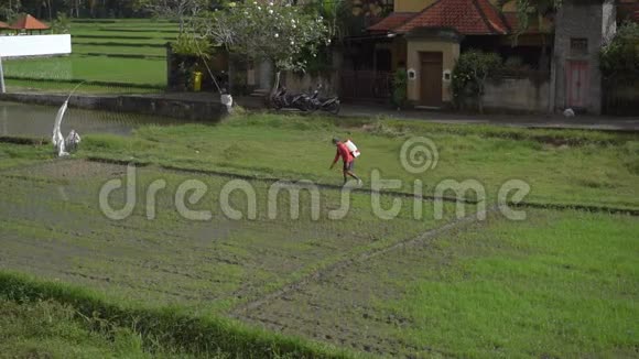 人用农药处理稻田慢速视频视频的预览图