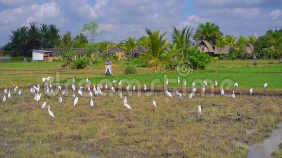 在亚洲一片刚耕好的稻田上一丛丛的苍鹭慢镜头视频的预览图