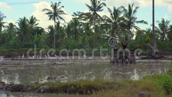 东南亚的农民用手拖拉机犁稻田亚洲概念旅行视频的预览图