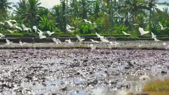 亚洲新耕田上的鹭视频的预览图