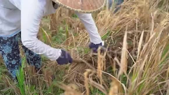 农民们把稻粒和茎分开收割水稻慢动作视频视频的预览图