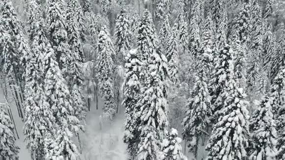登陆雪山森林冬季景观视频的预览图