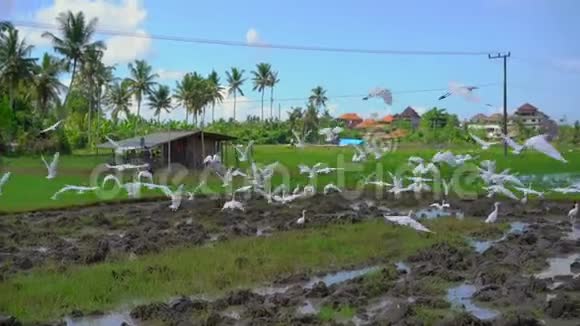 在亚洲一片刚耕好的稻田上一丛丛的苍鹭慢镜头视频的预览图