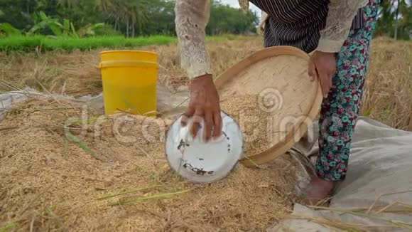 农民们把稻粒和茎分开收割水稻慢动作视频视频的预览图
