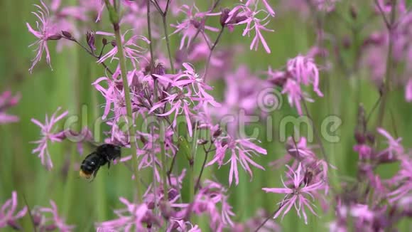 夏天大黄蜂缓慢地飞过紫色的小花视频的预览图