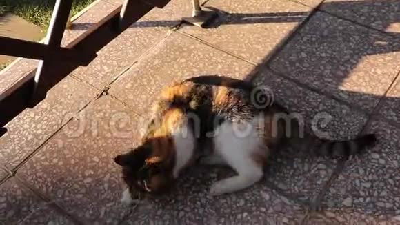 费利斯猫在户外和人玩动物游戏可爱的小猫视频的预览图