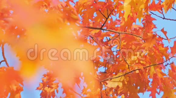 五彩缤纷的秋树秋天的树叶和蓝天视频的预览图