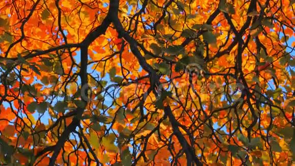 五颜六色的秋树背景秋叶视频的预览图