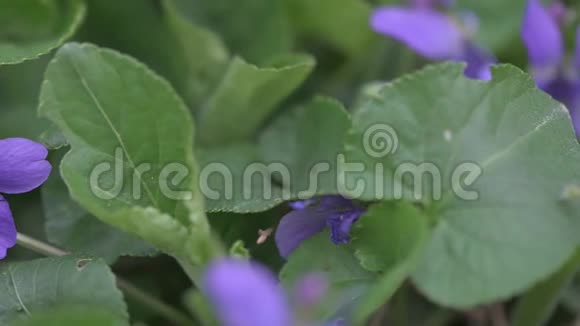 早春紫罗兰花在地面跟踪相机运动视频的预览图