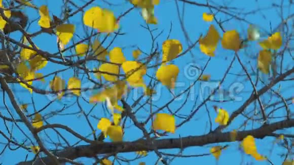 杨枝上黄叶视频的预览图