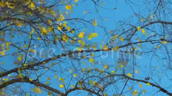 杨枝上黄叶视频的预览图