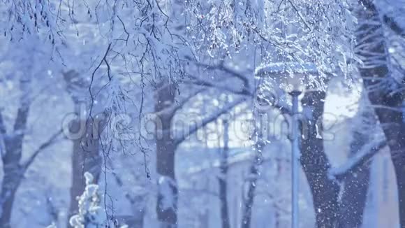冬天明亮的背景有树枝的圣诞景观视频的预览图