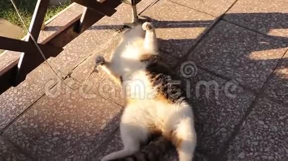 费利斯卡图斯哈瓦努斯的巨大乐趣很幽默的视频带有驯养猫和弦的喜剧视频带着无聊放弃视频的预览图