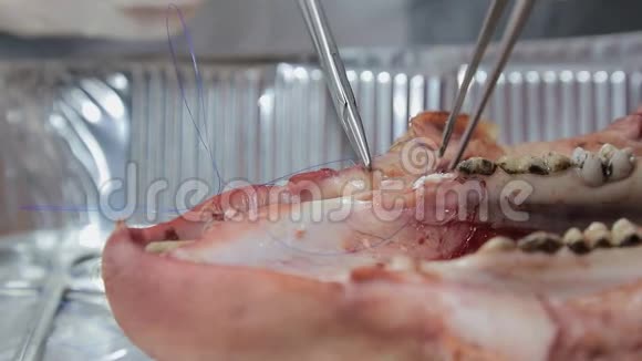 实习牙医学会用线工具缝合猪的下巴模型视频的预览图