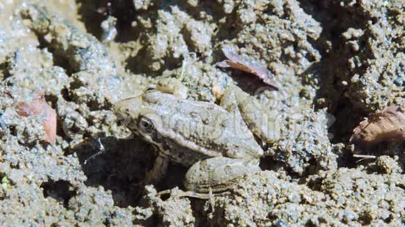 小青蛙坐在泥里视频的预览图