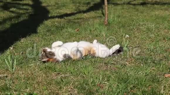 凶猛的野兽为下一个艰难的夜晚注入了能量彩色猫在草地上睡觉在阳光下热身假期视频的预览图