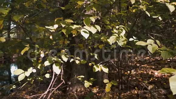 秋天湖畔的树木落叶和树木的倒影视频的预览图