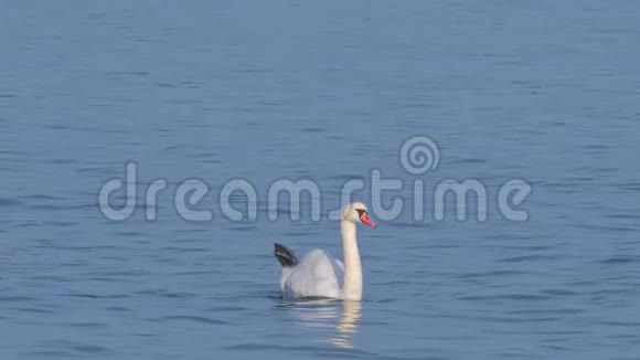 蓝湖里的白天鹅早晨的灯光视频的预览图