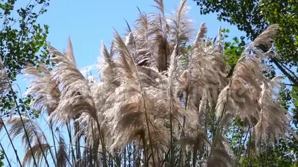 苇草穗从风中视频的预览图