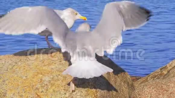 海鸥在海边的岩石上看着镜头然后飞走了视频的预览图