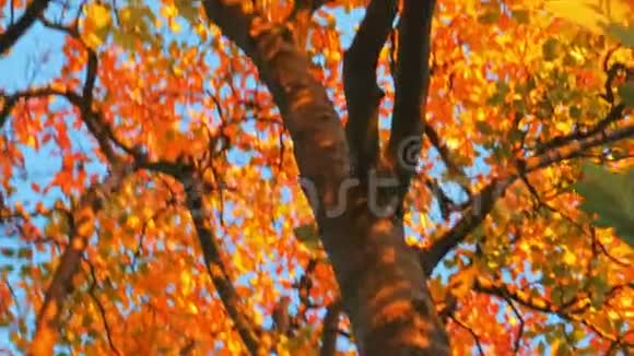 五颜六色的秋树背景秋叶蓝天视频的预览图