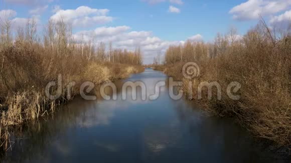 早春树木和芦苇之间的河流在城市附近视频的预览图