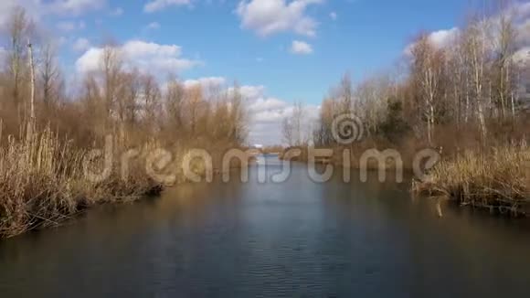 早春树木与芦苇之间河流的鸟瞰图视频的预览图