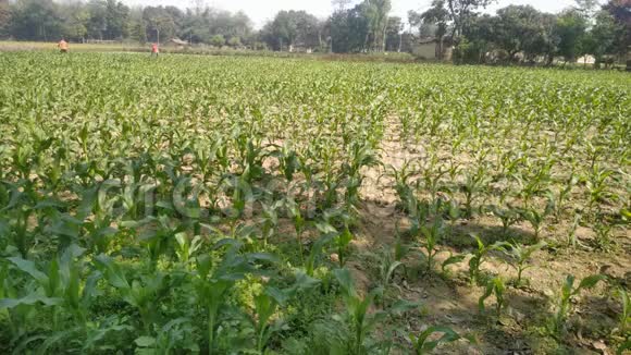 绿色的玉米田风在尼泊尔的农场花园里吹来玉米视频的预览图