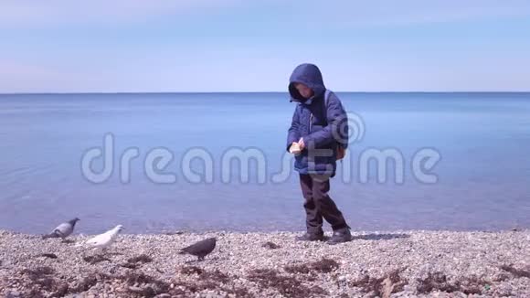 穿着夹克的小男孩在海边的石滩上喂鸽子视频的预览图