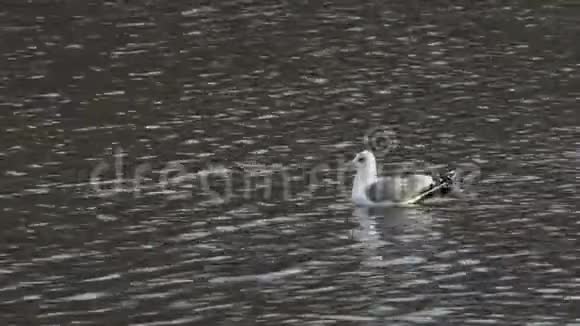 今年1月在莫斯科公园的一个解冻的池塘里海鸥漂浮在水面上普通海鸥或海象视频的预览图