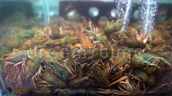 在水上商店的水族馆里出售活小龙虾视频的预览图
