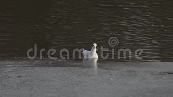 今年1月在莫斯科公园的一个解冻的池塘里海鸥漂浮在冰边附近的水面上黑头呆瓜视频的预览图