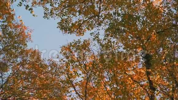五彩缤纷的秋树和蓝天视频的预览图