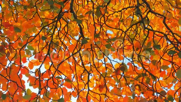五颜六色的秋树背景橙色的叶子视频的预览图