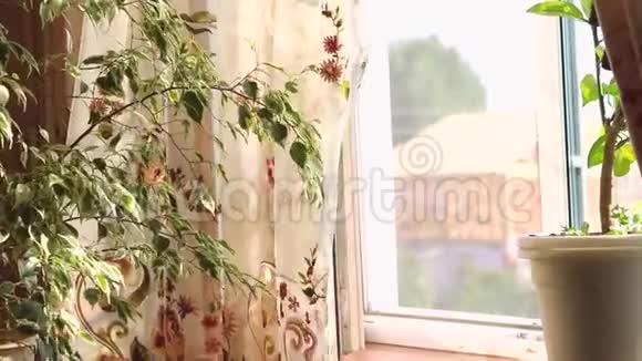 一个夏天花装饰的谢尔窗帘在风中从敞开的窗户吹出来视频的预览图