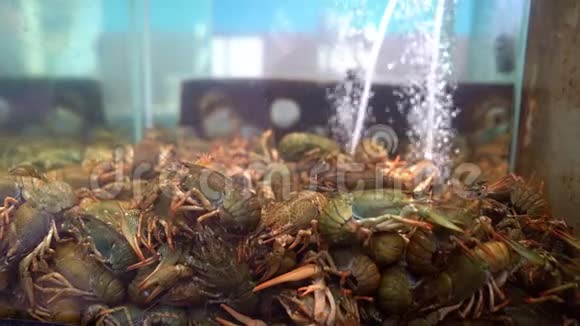 在水上商店的水族馆里出售活小龙虾视频的预览图