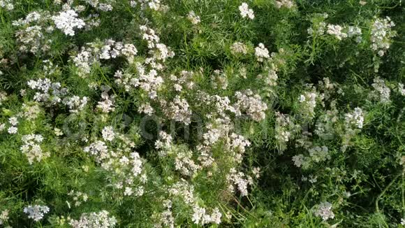 花白花在园小菜绿叶鲜天然达尼亚视频的预览图