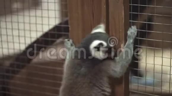 有趣的动物猫狐猴太阳浴视频的预览图