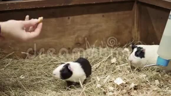宠物在人的手里吃女孩喂养宠物几内亚猪近距离动物园温柔爱抚信任的概念视频的预览图