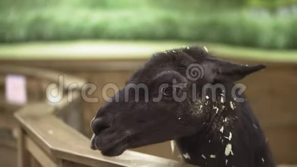 黑羊驼吃干草美洲驼视频的预览图