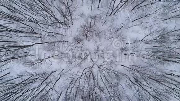 一架无人机在冬季森林上空升起喀尔巴阡山脉乌克兰视频的预览图