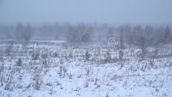 在有小树的田野上大雪视频的预览图